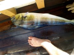 thumbs/transat-voile-Tigara-31-the-big-fish.jpg