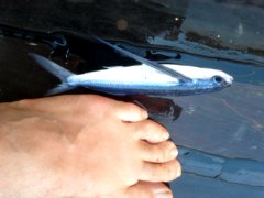 thumbs/transat-voile-Tigara-52-les-poissons-volants-pullulent-telles-les-puces-de-mer.jpg