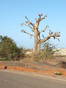 autogire-Saly-20160426_084844-Baobab
