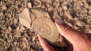 thumbs/dsc_0532-Rallye-du-Maroc-2019-fossile.jpg