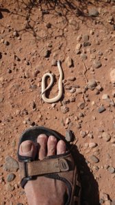 thumbs/dsc_0851-Rallye-du-Maroc-2019-serpent.jpg
