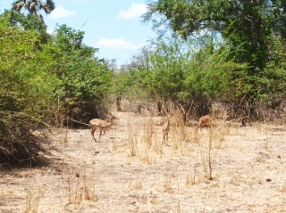 gazelles gyrocopter-africa