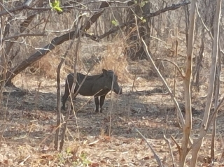 phacochere-gyrocopter-Niassa